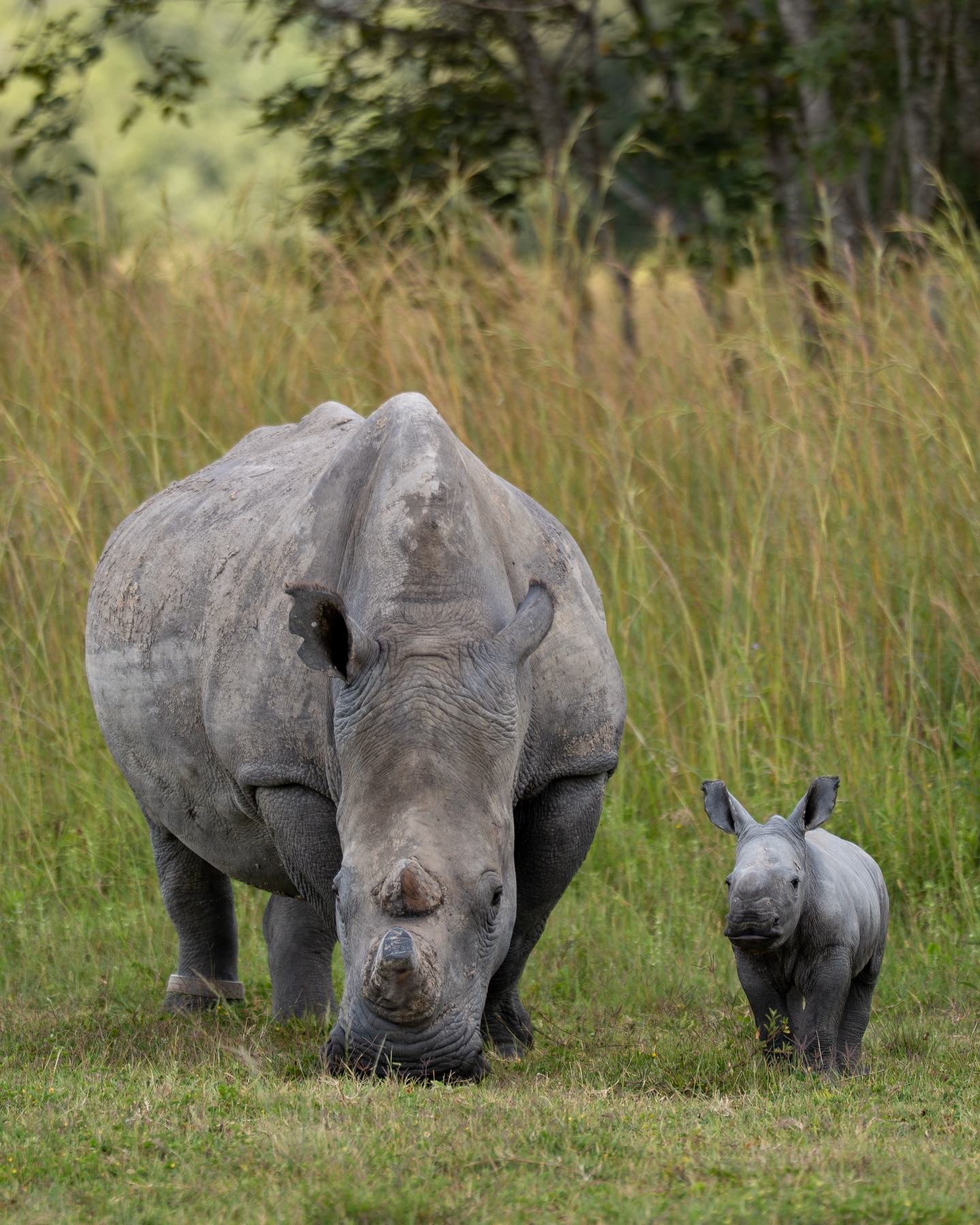 Wildlife Photo