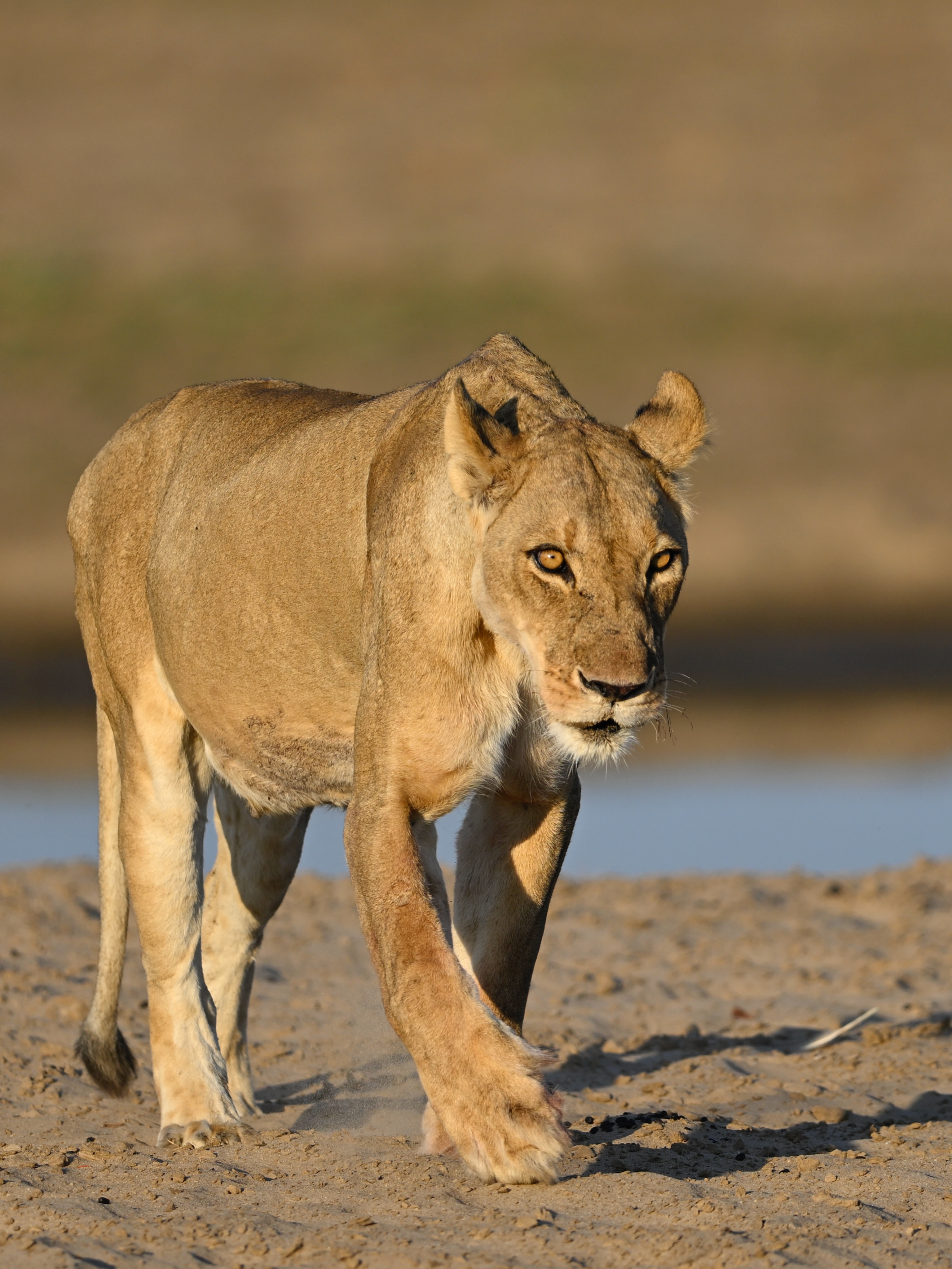 Wildlife Photo