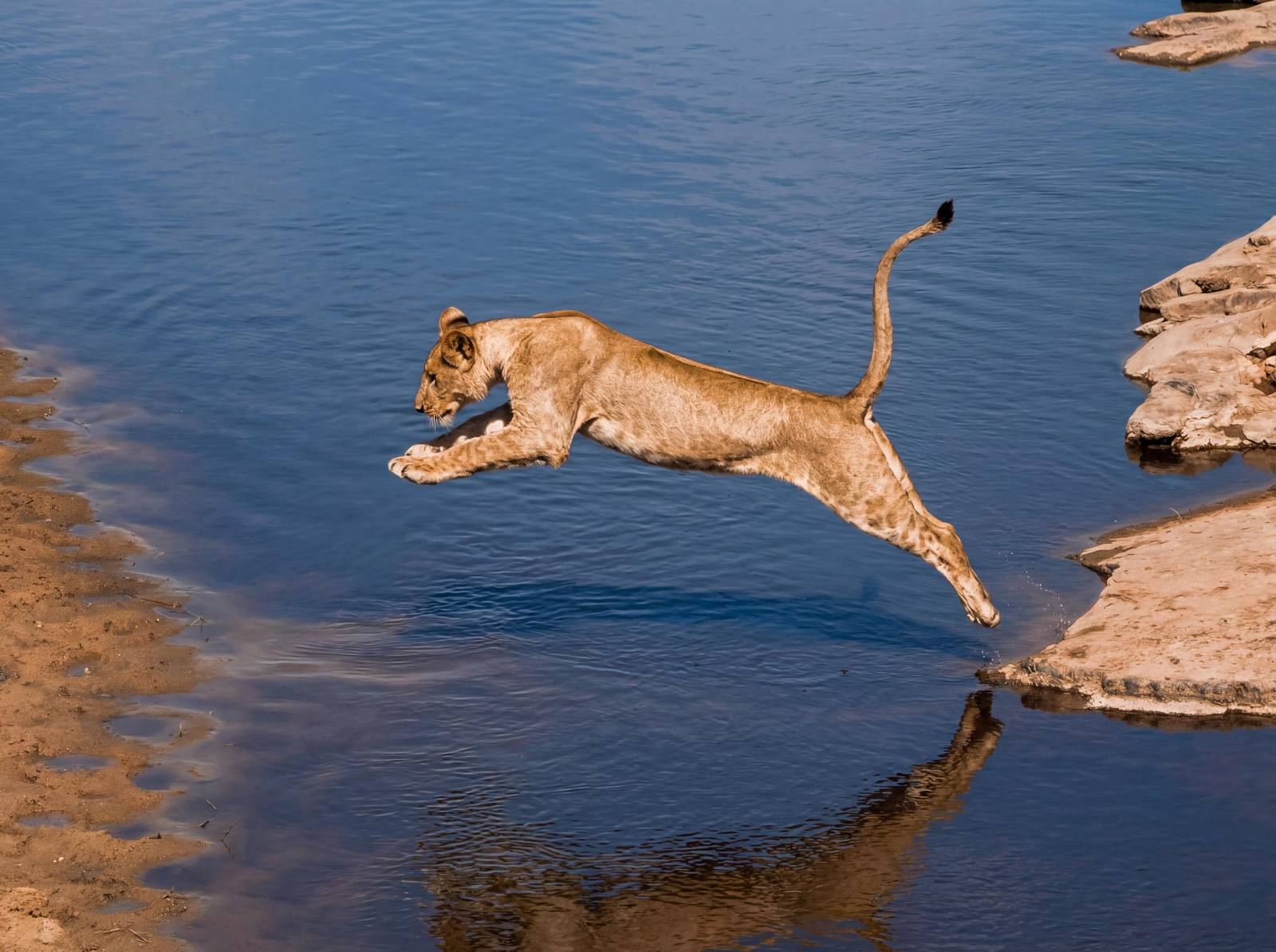 Wildlife Photo