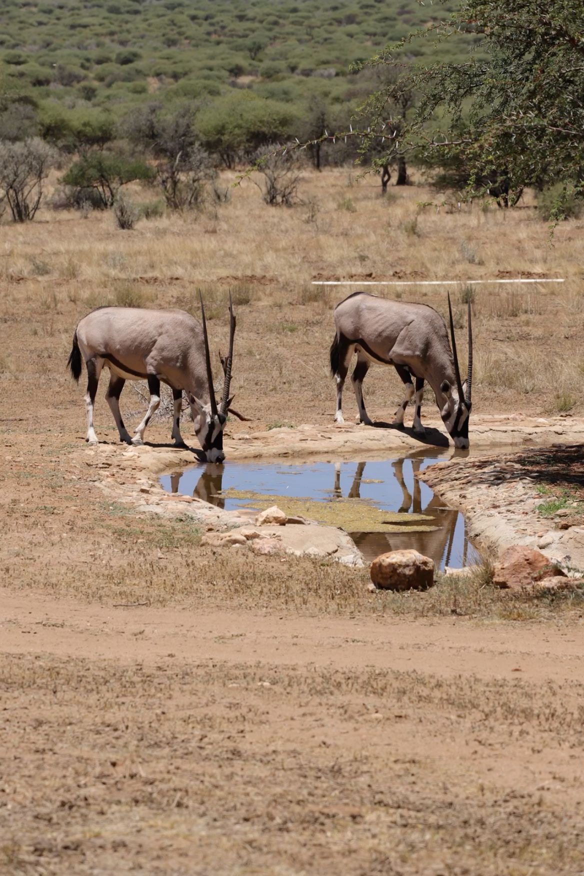 Wildlife Photo