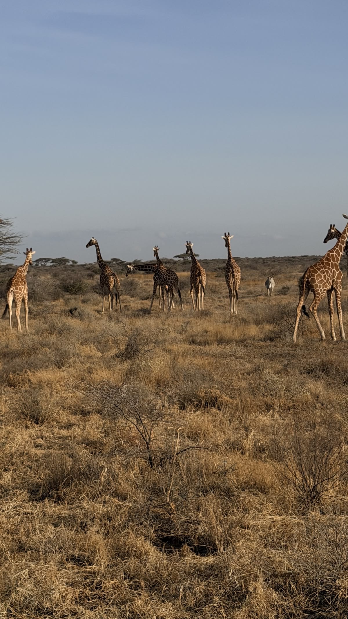 Wildlife Photo