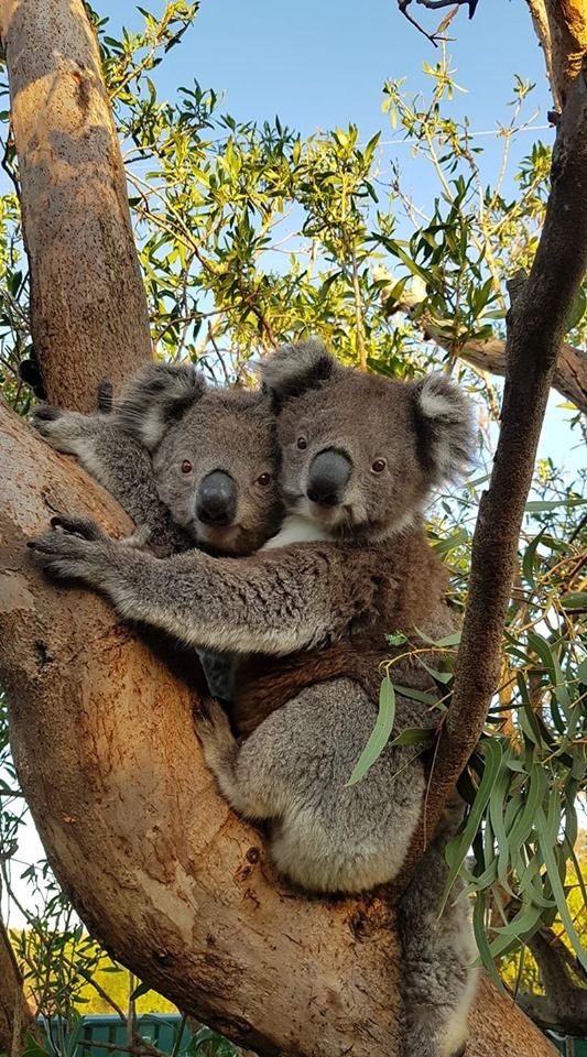 Wildlife Photo