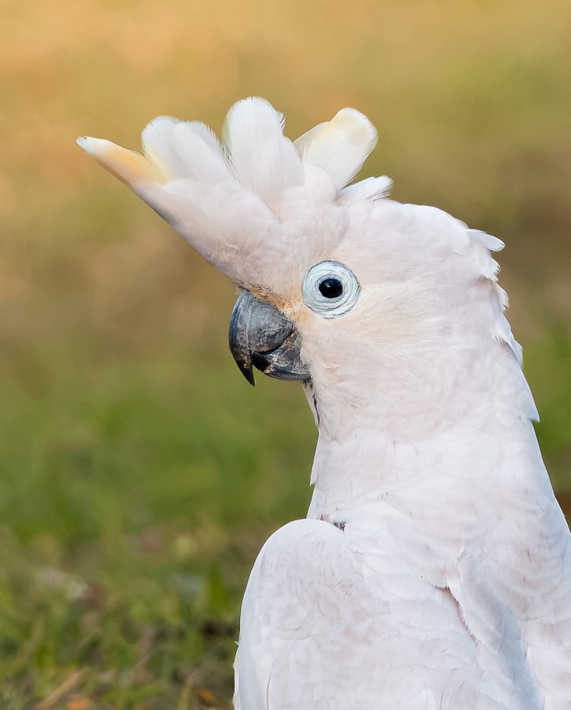 Wildlife Photo